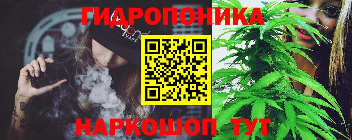 Конопля гибрид Кондопога